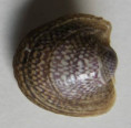 /products/neripteron-auriculatum-lamarck-18162/